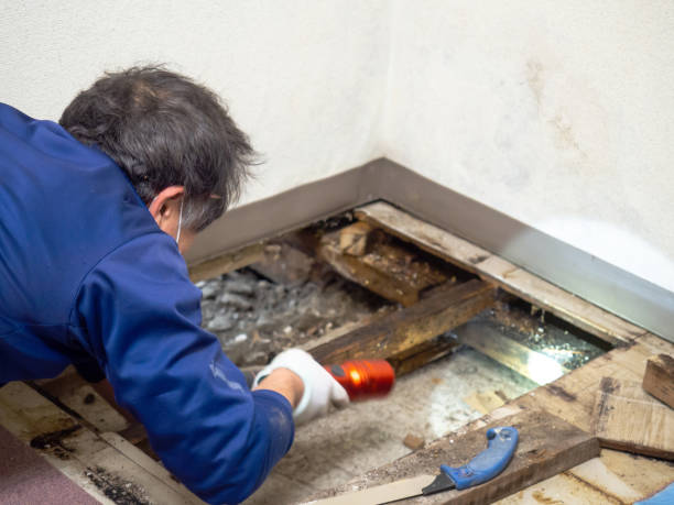 Best Crawl Space Mold Removal  in Alondra Park, CA