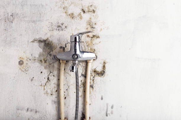 Best Mold Testing and Removal  in Alondra Park, CA
