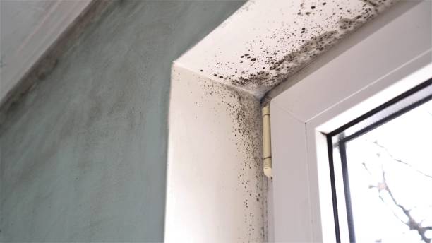 Best Commercial Mold Removal  in Alondra Park, CA