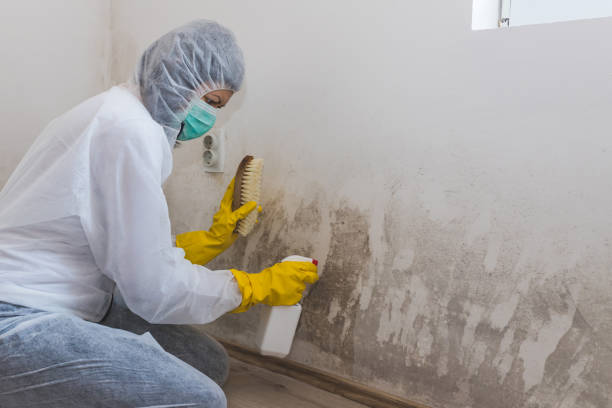 Crawl Space Mold Removal in Alondra Park, CA