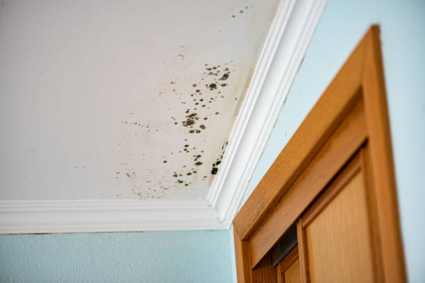 Best Toxic Mold Removal  in Alondra Park, CA