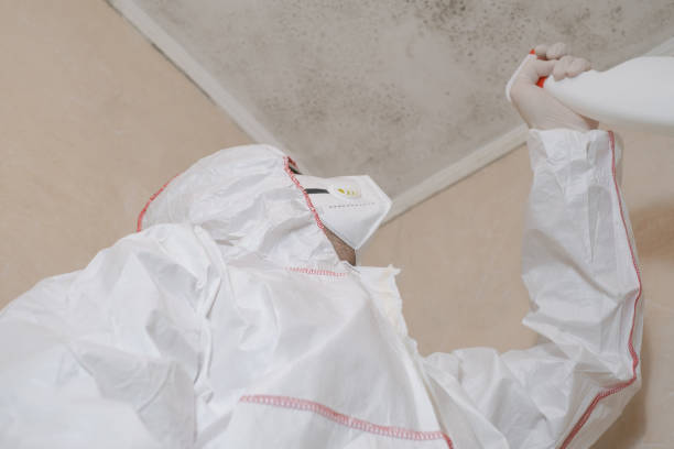 Best Certified Mold Removal  in Alondra Park, CA