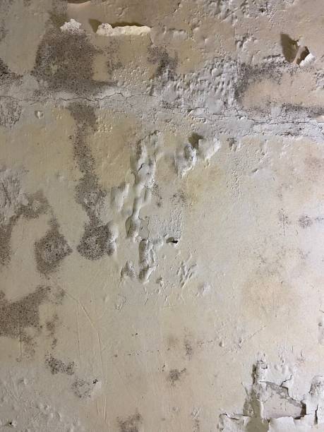 Best Crawl Space Mold Removal  in Alondra Park, CA