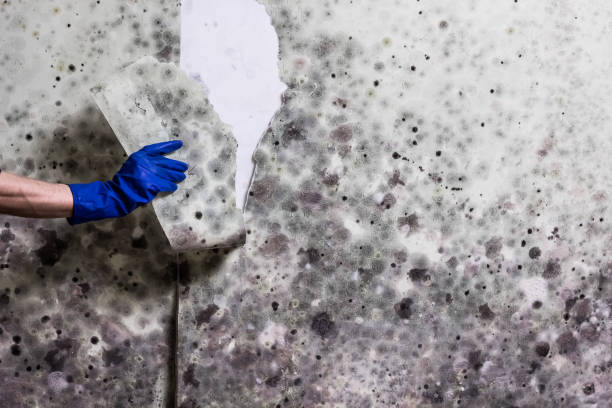 Best Emergency Mold Removal  in Alondra Park, CA